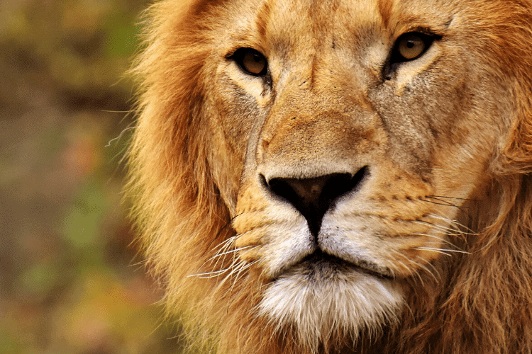 face of a male lion