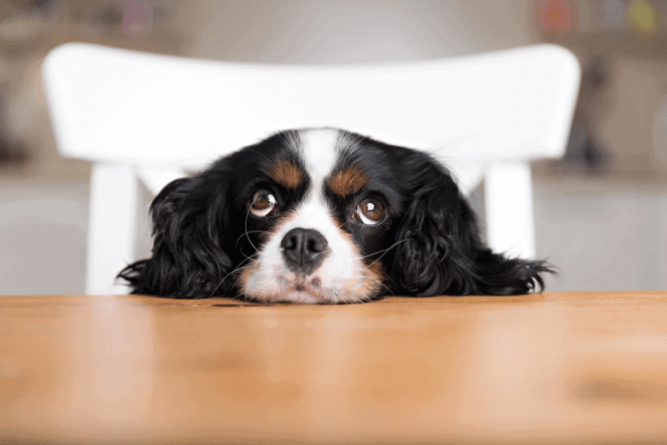 image of dog waiting for table scraps